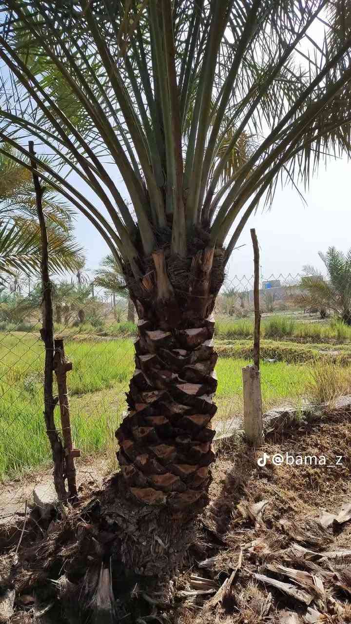 توفر عدنا تنشيط نخل بس ٥٠٠٠في بروانه والسكران الغرير


**إذا كنت صاحب هذا الإعلان وتريد حذفه لأي سبب، رجاءا أرسل رسالة إلى الدعم الفني**