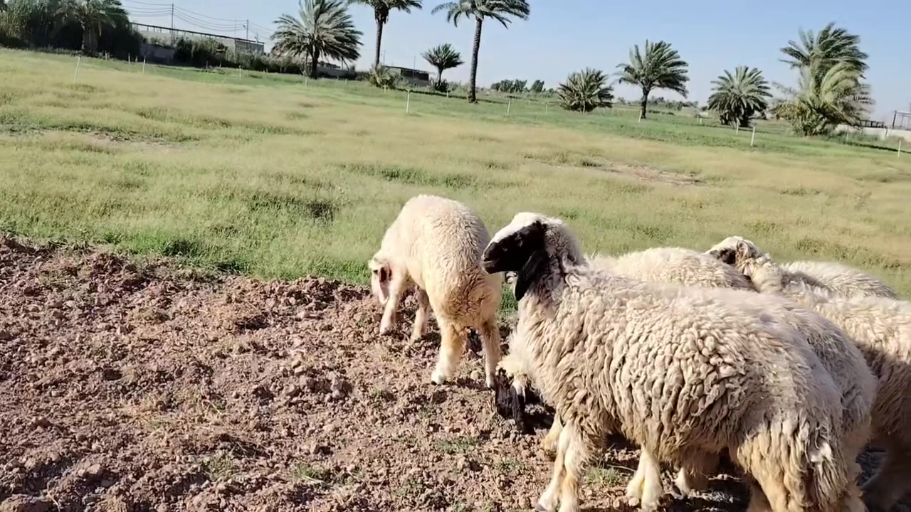 طليان ناصحت ومفولت لحم
تريد تربط تريد نذر جاهزات

٤ اذكوره و٢ فطايم ابيع شلع

***********

