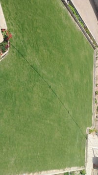 ثيل أمريكي • نوع الوسط • ١٠×١٠م