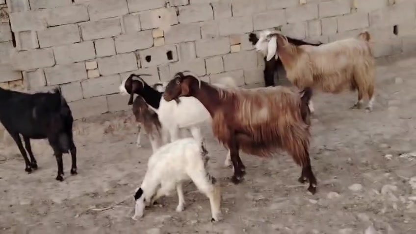 سلام عليكم. صخول مطافيل البيع مال جني  مكان بغداد النهروان شراي يخابر هذا رقمي ‏‪***********‬‏
