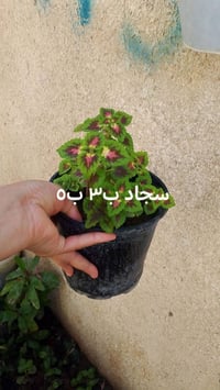 توصيل داخل بغداد • ديكور حديقة • نباتات