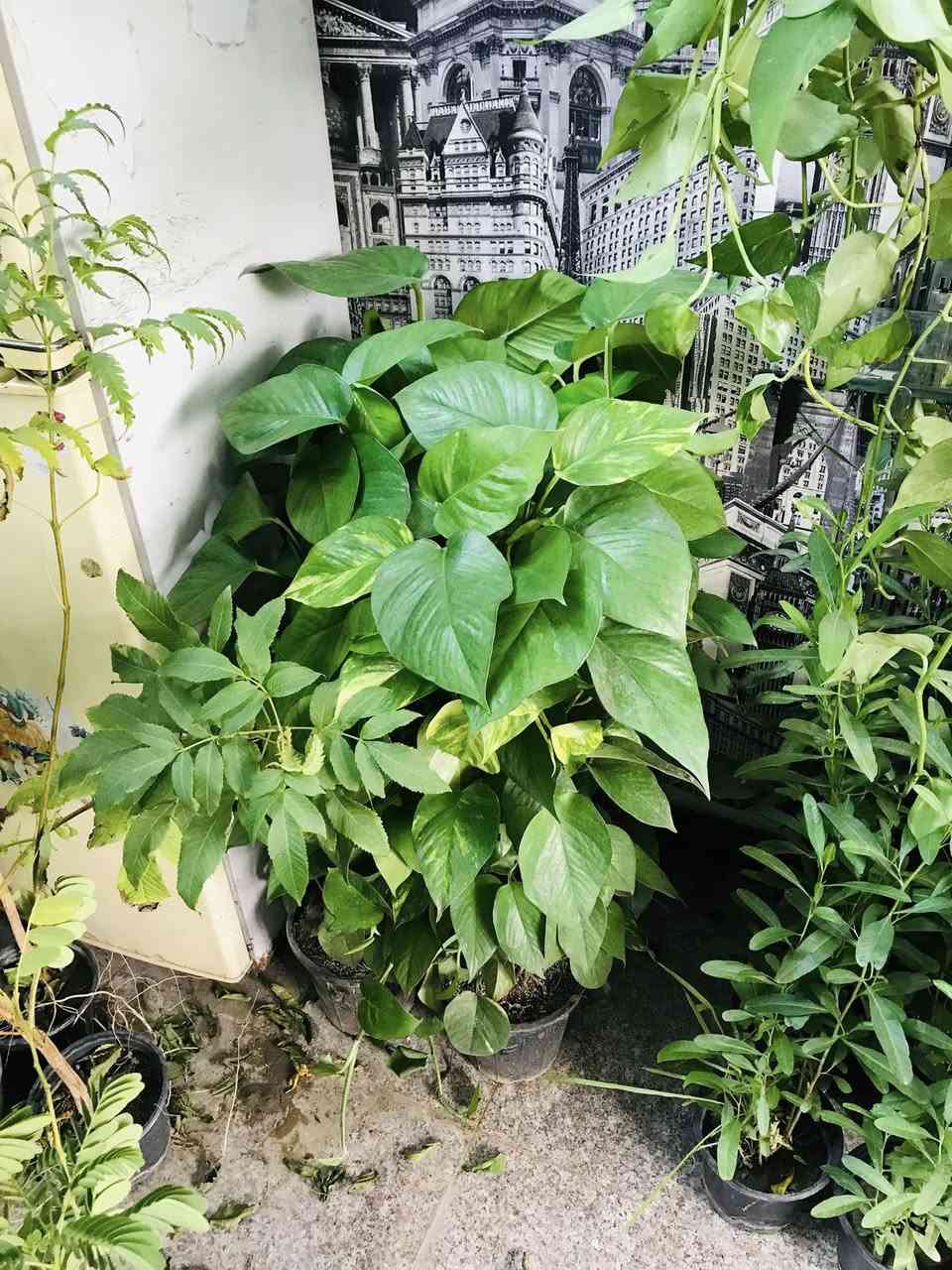 اللهم صلي على محمد وآل محمد
بضاعة جديده ضلي وشمسي 
دائمي وموسمي
 مشتل عطر الزهراء (ع)
العنوان 📍 
 الخطيب الزراعي شارع مشمشه قرب سيد الأسعار  .. شرفونا وكل الهلا بيكم للاستفسار واتساب ***********
