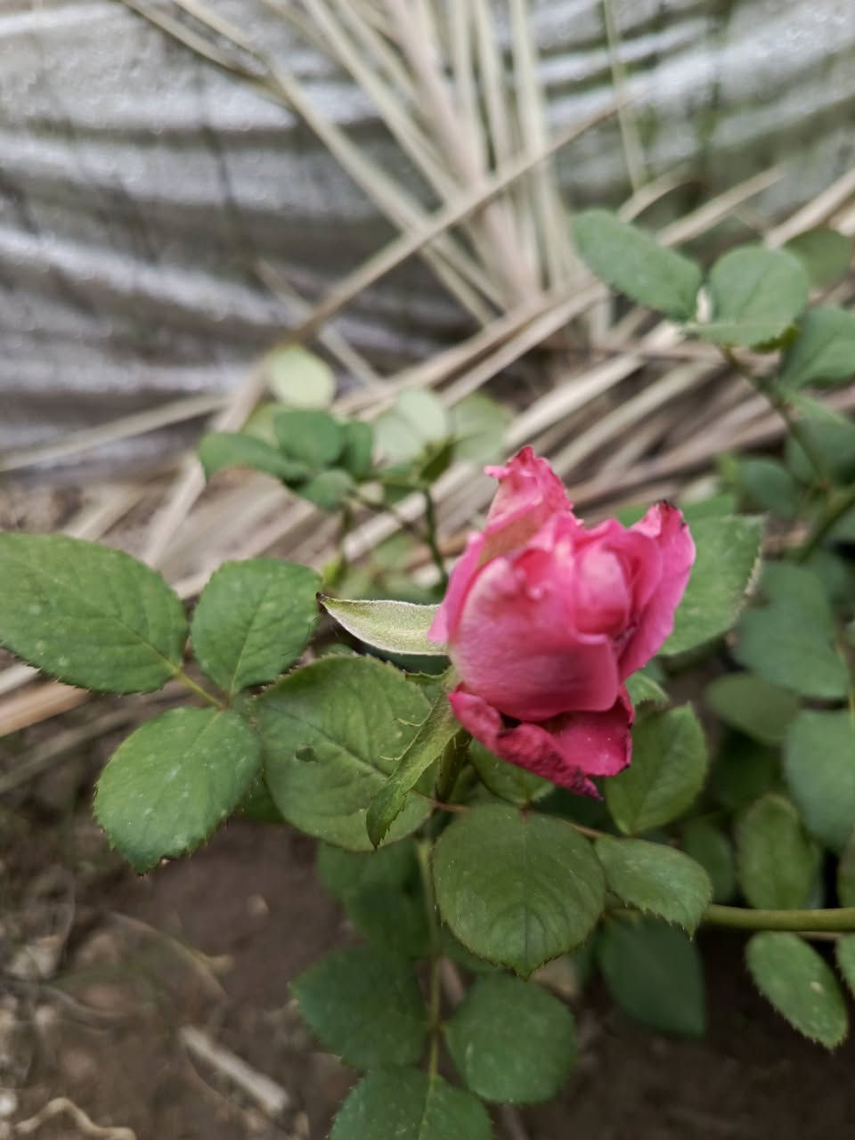 متوفرة شتلات متنوعه 
للحجز والطلب يرجى المراسلة 
توصيل فقط المسيب __كربلاء___حله___بغداد


**إذا كنت صاحب هذا الإعلان وتريد حذفه لأي سبب، رجاءا أرسل رسالة إلى الدعم الفني**