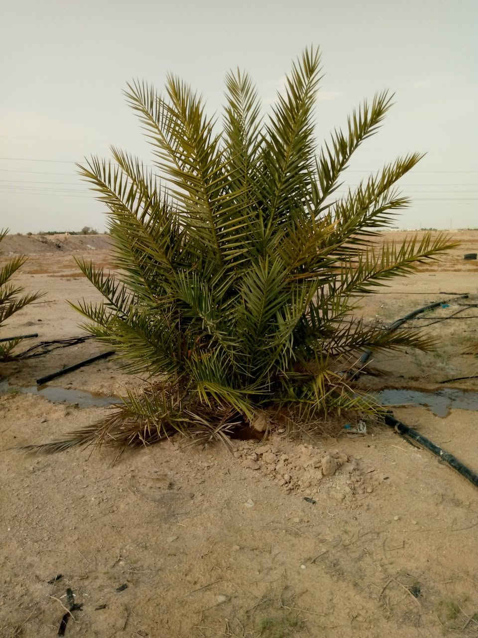 للبيع مزرعة المساحة دونمين بيهن بيت 4 غرف نوم وديوان وهول وسكف سندويج كهرباء العمود باب البيت بيهن 40 نخلة بيهن حمالات سعرهن 38 مليون مكانه طريق الخور سفوان يبعد عن التبليط مسافة كيلو ***********
