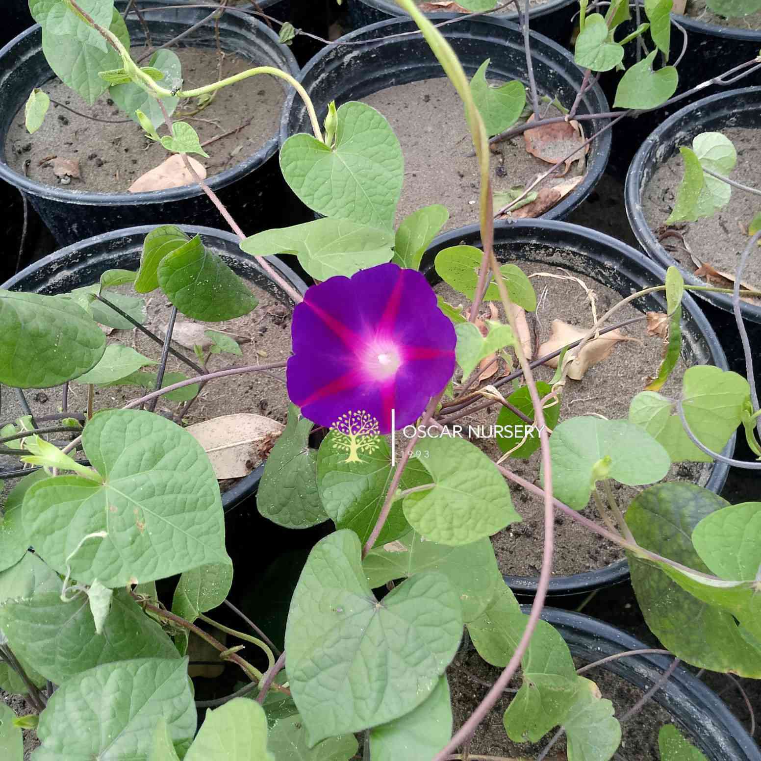 🌿 توفر متسلق مجد الصباح (Morning Glory) 🌿
زهرة جميلة بلون بنفسجي جذاب، سريعة النمو ومتسلقة، مناسبة للحدائق والأسوار والشرفات. تتميز بإزهارها الرائعة وأوراقها الخضراء الكثيفة.
💜 نبات صحي وجاهز للزراعة
☀️ يحب الشمس المباشرة
🌱 سهل العناية وسريع الانتشار
💰 السعر: 2,000
#للبيع #نباتات #متسلقات #مجد_الصباح #زهور #حدائق #نباتات_زينة 🌿💜
📍 زورونا في:
مشتل الأوسكار 🌿
حي الحنانة – شارع نجف / كوفة
(مقابل غرفة تجارة النجف وفريندز كافيه ومطعم شريف – مجاور متنزه الحنانة العائلي)

🪴 نوفر تشكيلة واسعة من:
النباتات الظلية، الخارجية، المستلزمات الزراعية   ✨

🕗 أوقات الدوام:
يومياً من 8:30 صباحاً ولغاية 8:00 مساءً

📞 للطلب والاستفسار:
***********
***********

📱 اتصال | واتساب | مراسلة عبر الفيسبوك

💳 متوفر دفع:
زين كاش & ماستر كارد

🚗 خدمة توصيل داخل النجف
🛵 ومتوفر بعض المنتجات الزراعية عبر تطبيق توترز

🌹 أهلاً وسهلاً بكم دائماً في مشتل الأوسكار
مكانكم لكل ما يخص الجمال الطبيعي والديكور الأخضر 🌿
