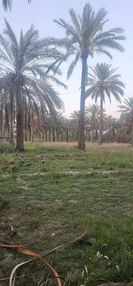 يوجد مزرعة دونم ونص للبيع أرض تصلح سكني وتجاري وموكب حسيني
موقع استراتيجي على طريق الزوار
كافة الخدمات متوفرة (ماء – كهرباء – تبليط)

📍 منطقة المزارع – طريق الزوار (يا حسين)
ثاني قطعة من الشارع العام
مقابل مول أهل الخير (فرع أبو خستاوي) التواصل والاستفسار على هذه الأرقام التالية ***********
***********
