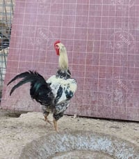 ديوك للبيع • ديوك • ديك • طيور • حيوانات