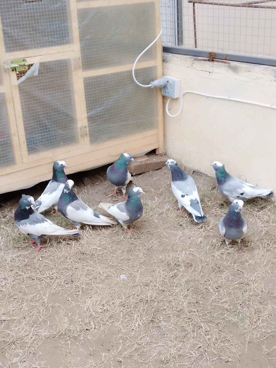 السلام عليكم ورحمه الله شباب هذني ايرانيات رصاصيات ٤ زواج رس سطح وأحد طيور طياره المفرد سعر والشلع سعر يرحم والديكم ماعندي خاص الي يشتري يتصل مكاني تكريت ‏‪***********‬‏
