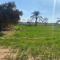 5 دوانم • طابو سند 25 • زراعية شارع 10م