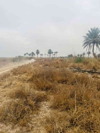 السجر الدوايه • ٦ دونم • طابو زراعي سند ٢٥