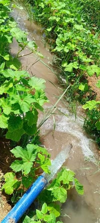 ٧٫٥ دونم • اطلالة شط • المدائن صطيح