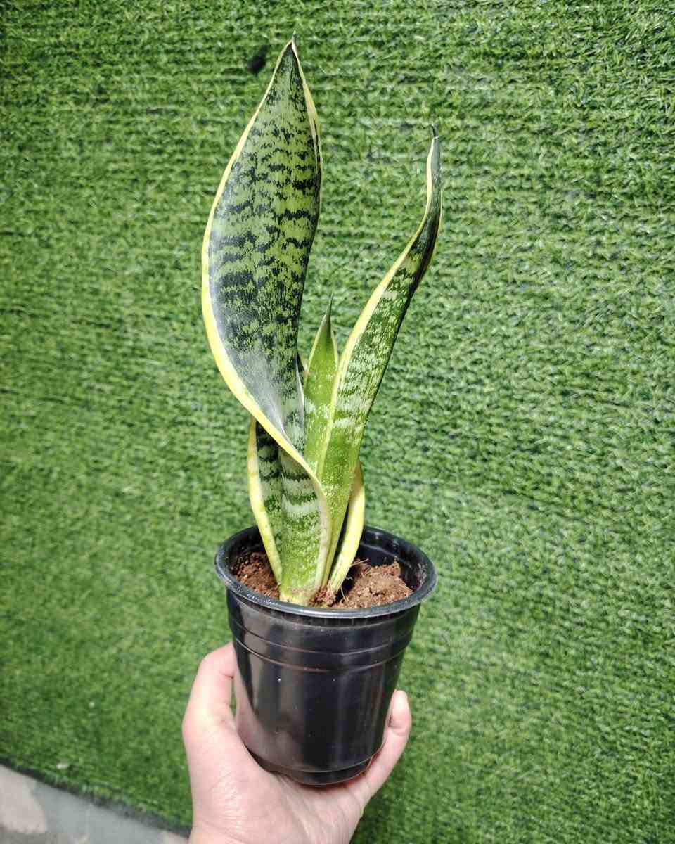 زبائننا الكرام طاب مسائكم بكل خير 
توفر لدينا نبات جلد النمر ❤️


**إذا كنت صاحب هذا الإعلان وتريد حذفه لأي سبب، رجاءا أرسل رسالة إلى الدعم الفني**