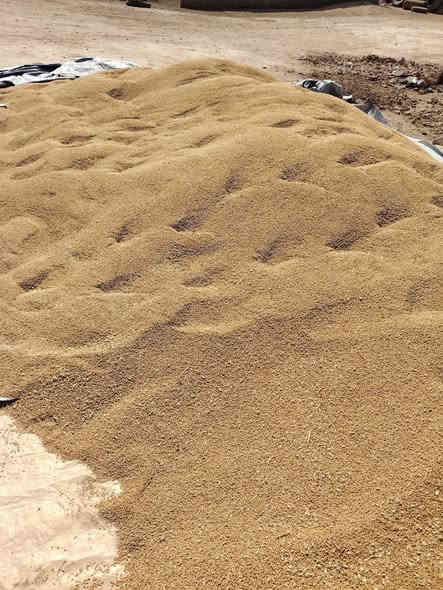 السلام عليكم ورحمة الله وبركاته 
#يوجد_بذور_حنطة_نزار_جيل_اول_بنت_المغلف
الكمية10طن مكان العبيدي قرية مشعل
سعر الطن مليون 
***********
***********
