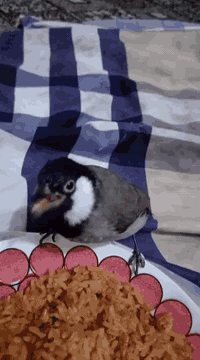 ألسلام عليكم زوج بلابل اليفات فول طيره وفحل مزاويج للبيع المكان الشعب ...