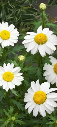 ورد الاقحوان • دائمي • نبات