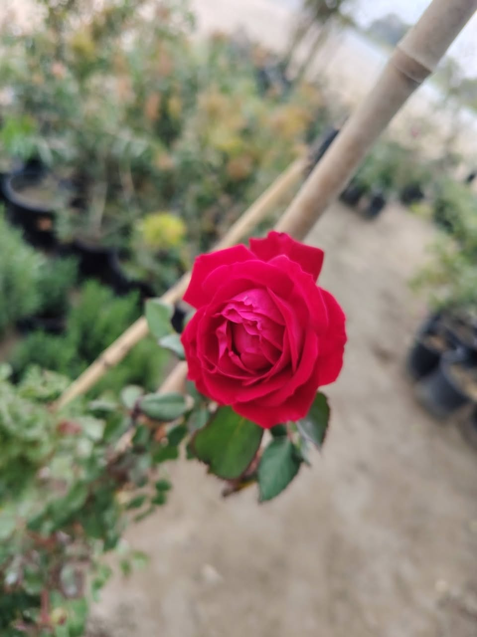 السلام عليكم
عرض اليوم
نبات النسرين المتسلق بي الوان
وردي والابيض والاحمر والناري 
القطعه اب 5000 الاف 
توصيل موجود للمناطق القريبه
الموقع /قضاء الخالص _ناحيه هبهب _عرب شوكه قرب مندي ماجد

واتس او للاتصال
***********
