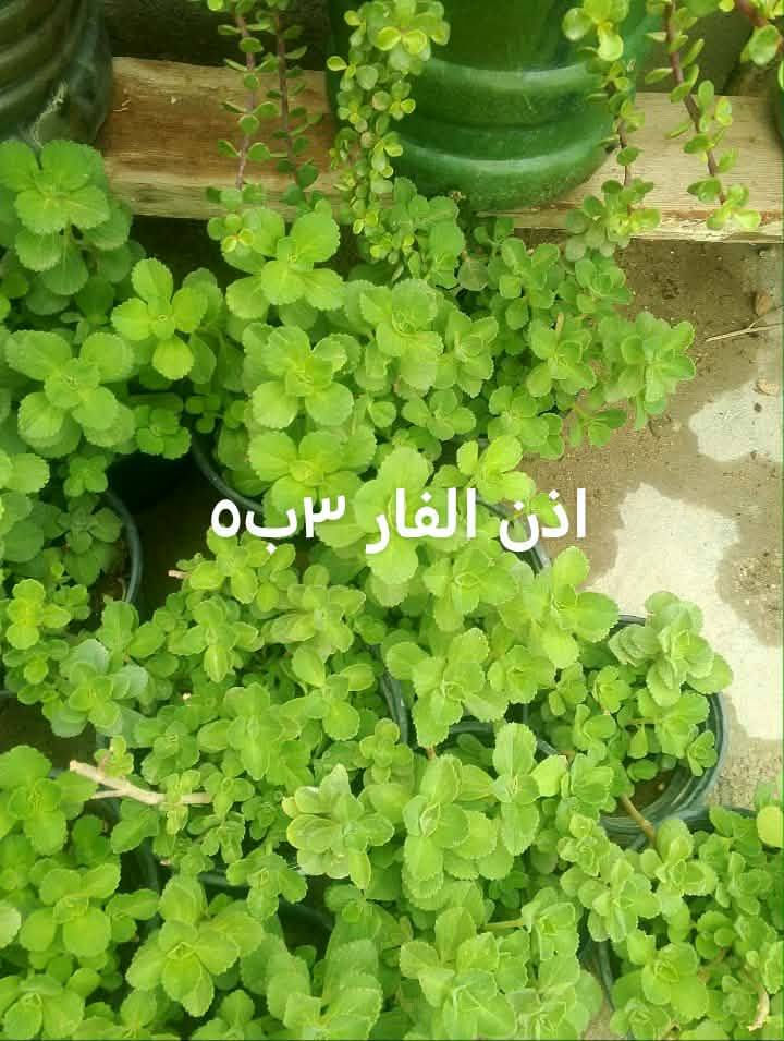 دمعه الطفل أحجام وسط يوجد توصيل داخل بغداد بعض المناطق 🚘🌿🌿🌿🌿🍀


**إذا كنت صاحب هذا الإعلان وتريد حذفه لأي سبب، رجاءا أرسل رسالة إلى الدعم الفني**