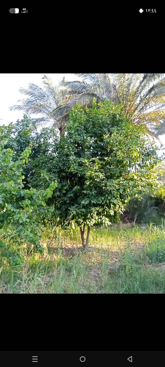 خوان نص دونم للبيع في منطقت الرشدية سند خمسه وعشرين الوجهة عشرين ونزال ستين يحتوي على حمضيات ونخل ماء كهرباء وسعر مناسب ستفسار على رقم ***********
