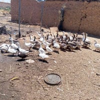 ٣٠ قازه • قريه تل عاكوب • شلع