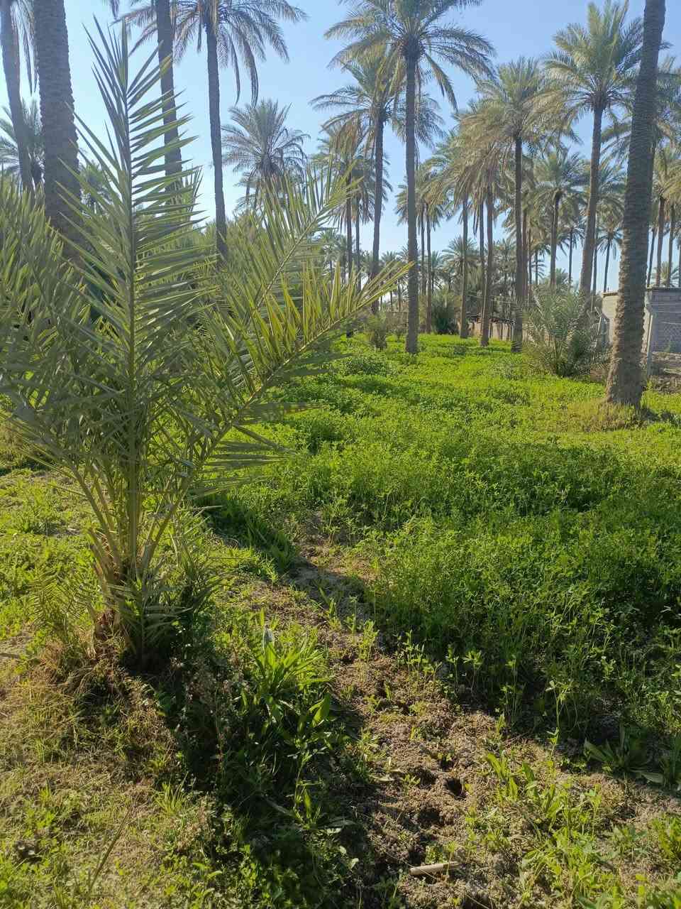 السلام عليكم
#دونمين ونص 
#طابو زراعي سند 25 تحويل مباشر 
#وجه 50 
#خدمات كامله 
#موقع كربلاء منطقه ابو سمند قرب مزار سيد محمد
#استفسار 
***********
***********
