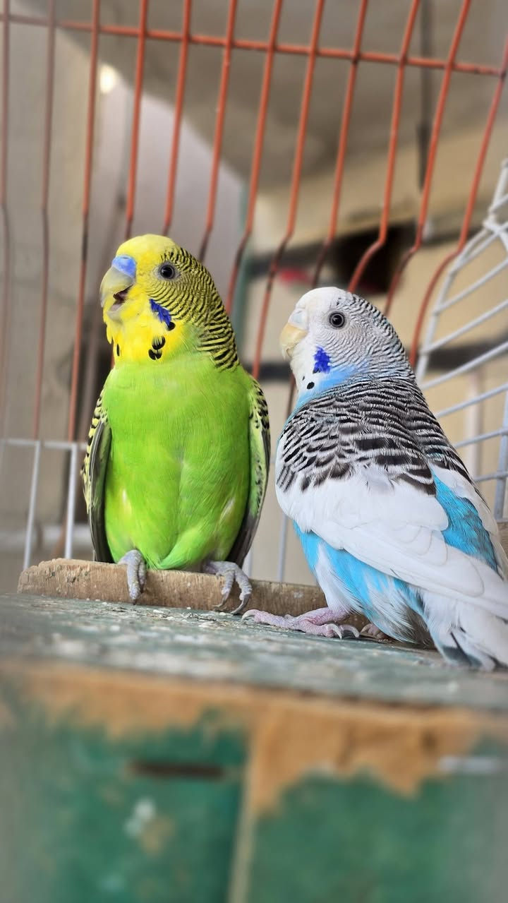 سلام عليكم طيور حب زوج مزاوجات وكاضات حله يردن يبيضن السعر ١٥
مكاني البصره القبله عندي توصيل الساحه سعد
الستفسار ع رقم ***********
