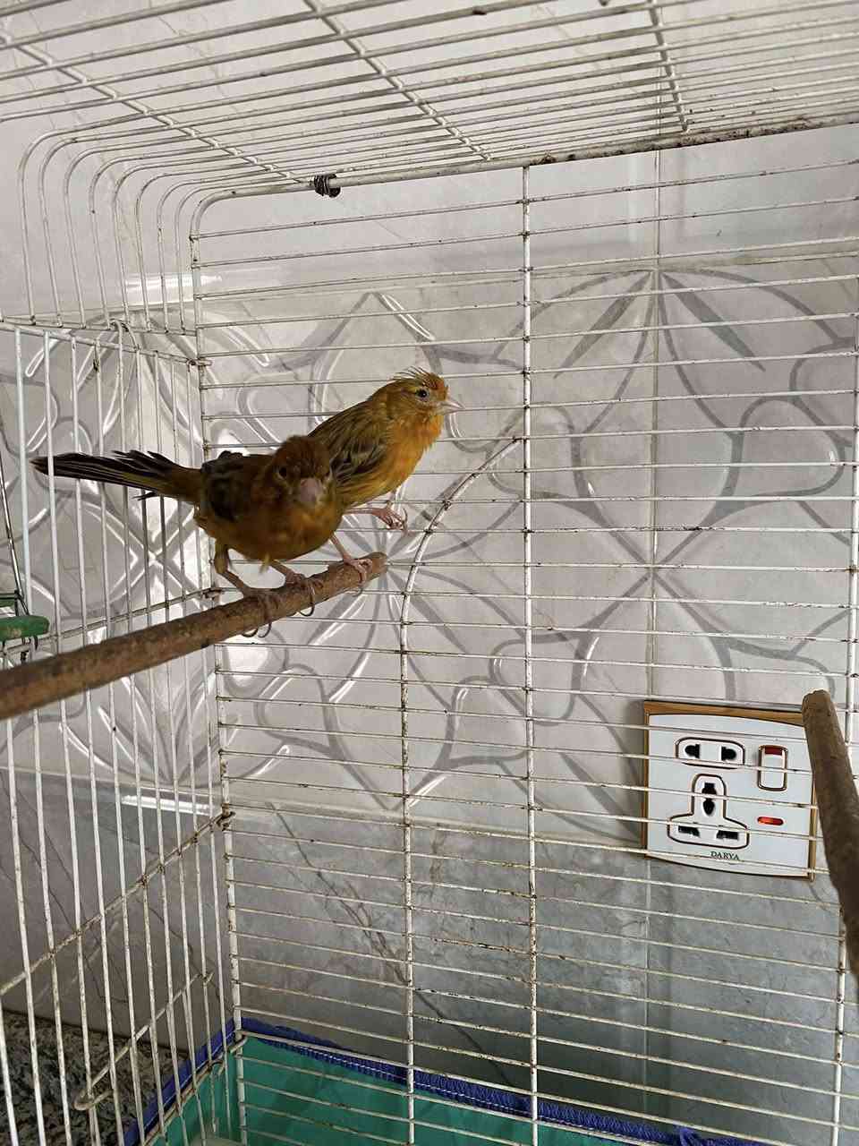 زوج كناريات زنجاريات الطيره بيضت البارحه  الفحل فول انتاج عراقي مو مستورد مكاني العلم 
***********
*********** السعر ١١٠ الف مع كافه الملحقات
