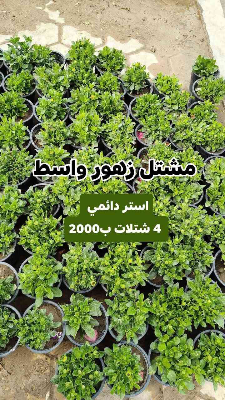 عروض رمضان مستمرين وياكم بالعروض 3 شتلات بسعر 5000 دينار واكو 4شتلات ب 2000 دينار
مشتل زهور واسط 🌸
📍 العنوان: الكوت - فلكة الحاوي - شارع مجمع دمشق الطبي.
🚚 خدمة التوصيل: متوفرة داخل مدينة الكوت فقط.*********** واتساب 
نستقبلكم بكل حب لتزيين منازلكم بأجمل أنواع الزهور والنباتات.
يفتح المشتل طيله ايام الاسبوع من الساعه 7:00 صباحا والى الساعه 11:00 ليلأ
