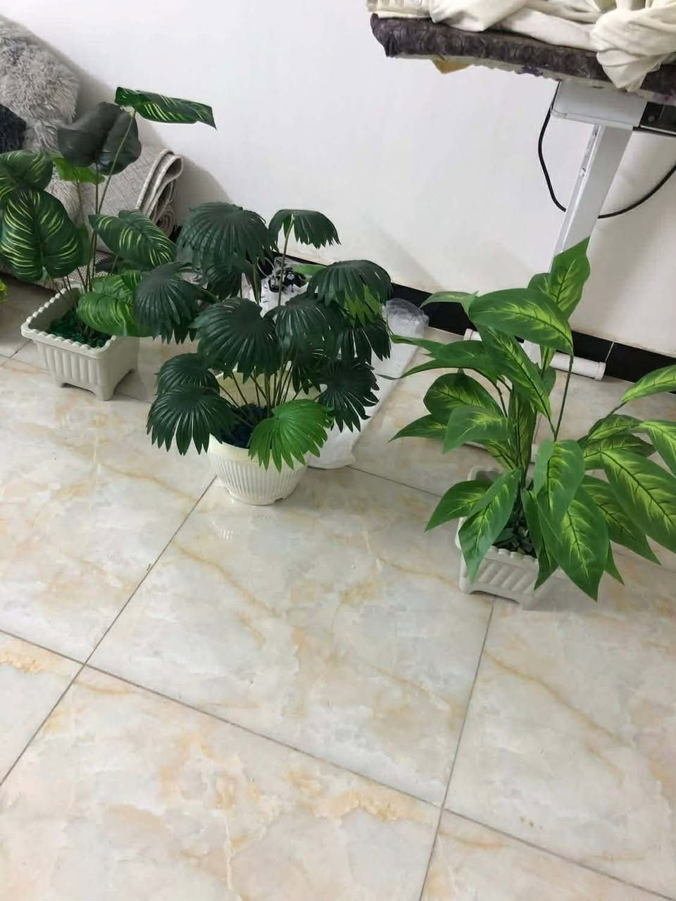 نباتات صناعية جديدة غير مستعملة 
الشررراي خاص


**إذا كنت صاحب هذا الإعلان وتريد حذفه لأي سبب، رجاءا أرسل رسالة إلى الدعم الفني**