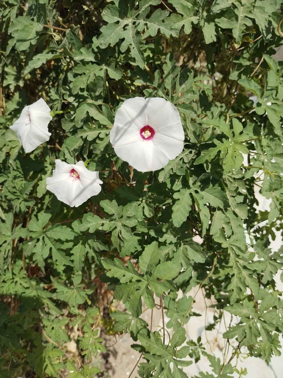 السلام عليكم 🍀🍀
🌱 متوفر لدينا بذور ست الحسن الأبيض ..
 وبذور طلح الفتنة العطري 🌱🌼🌼
🍄 ست الحسن الأبيض نبات متسلق سريع النمو، يتميز بأزهاره البيضاء الجميلة ذات الشكل البوقي، ويمنح الحديقة منظراً أنيقاً وجذاباً. مناسب للأسوار والأقواس والجدران، سريعة  النمو مع العناية الجيدة.
🍄 طلح الفتنة العطري شجرة زينة مميزة تتحمل الحرارة والجفاف، تمتاز بأوراقها الخضراء الجميلة وأزهارها الصفراء العطرية ذات الرائحة الزكية، وتعد خياراً رائعاً لأصحاب المناحل  🐝🐝🐝
✅ بذور ذات جودة عاليه ✅ مناسبة للأجواء الحارة. ✅ إرشادات للزراعة والعناية متوفرة.
📞 للتواصل مراسلة الصفحه او واتساب على الارقام التاليه 
***********
***********
سعر المغلف 1500
🔷متوفر اسعار جملة ومفرد .
🔷متوفر توصيل لجميع محافظات العراق .
الناصريه ..قلعة سكر..
