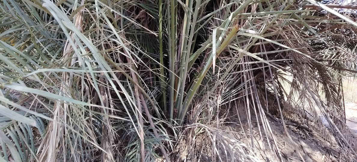 50زهدي درجه اولا شرط مطلعات
50خضراويه شرط مطلعات ومحملات من العام 

الي يريدهن يراسلني بس فلوس الشلاع 5000


**إذا كنت صاحب هذا الإعلان وتريد حذفه لأي سبب، رجاءا أرسل رسالة إلى الدعم الفني**