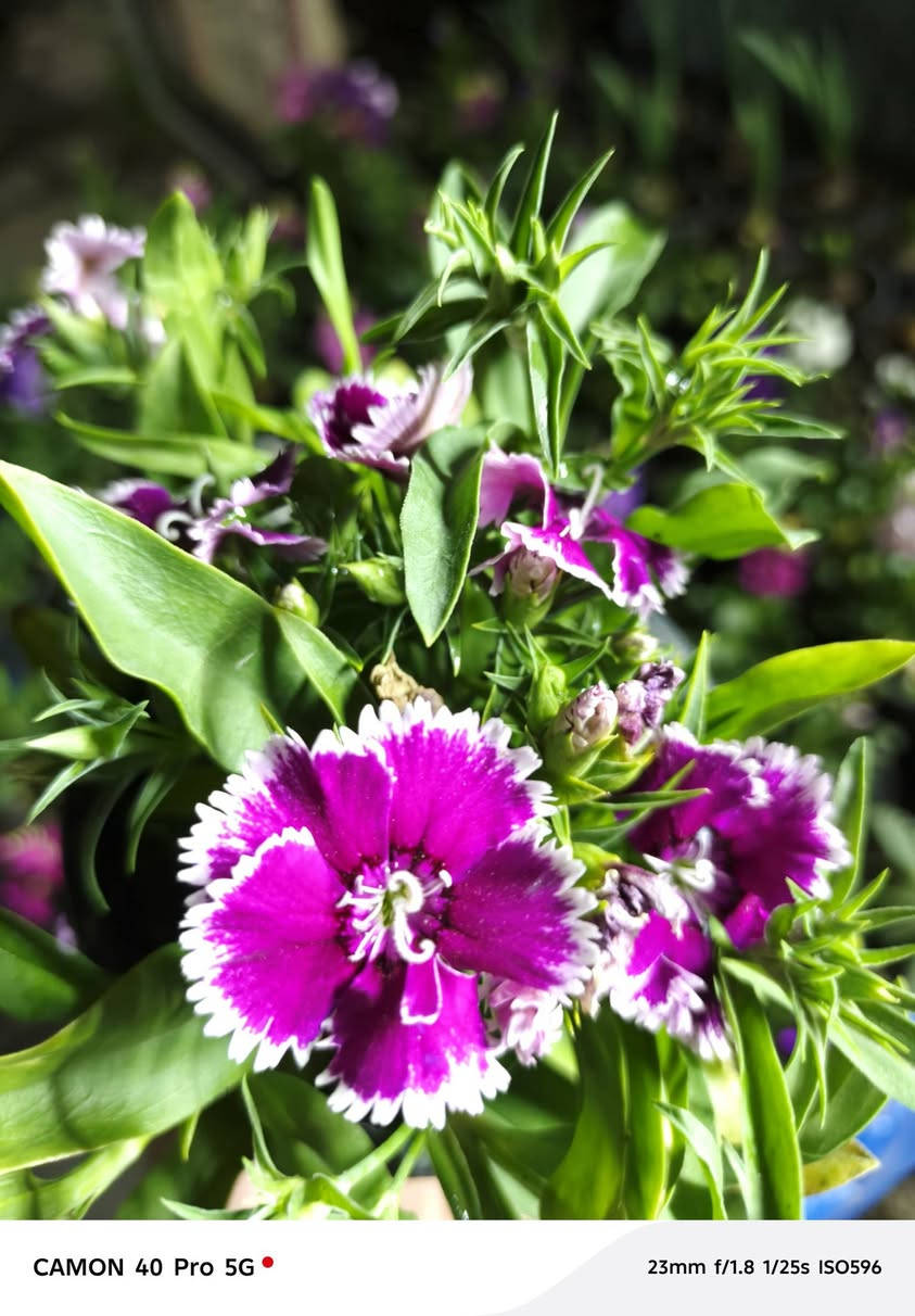 زين حديقتك باحلى الزهور من مشتل الناعوري لنباتات الزينة 💚


**إذا كنت صاحب هذا الإعلان وتريد حذفه لأي سبب، رجاءا أرسل رسالة إلى الدعم الفني**