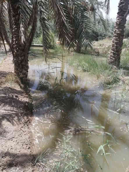 دار سكن طابقين في ابي الخصيب /البلد طابو صرف عرصه المساحة 707 متر مربع بناء  التسعينات مع مشتمل + ديوان مستقل بناء 2016 اضافة الى بستان مساحته 750م طابو مستقل مع بستان ثاني طابو مستقل ايضا مساحة ٧٠٠م (ثلاثة طابوات مستقله) وعلى نهر يحتوي على ٤٠ نخله ١٣ برحية والباقي انواع كنطار وبريم وعويد وساير وسكري وحلاويات ٤ السعر 425 مليون وبي مجال 
للاستفسار الاتصال واتساب  ***********
