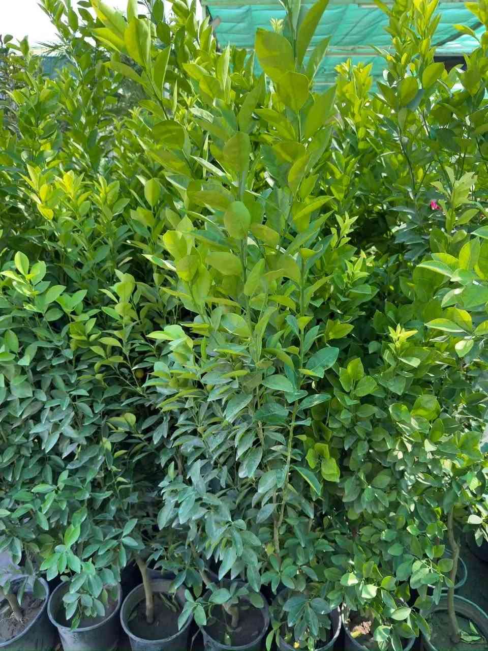 برتقال صيني+ لالنكي 🍊
🪷🍁توفر بسعر. 10 الاف دينار 

الارتفاع مترين واكثر. 

شعارنا الاخلاص في العمل. 

الجمال والذوق والمصداقية مع الزبائن هدفنا 💐

لسنا الوحيدون، ولكننا الافضل

مكاني كنعان الشارع العام  مجاور محطة ازاد  

***********
