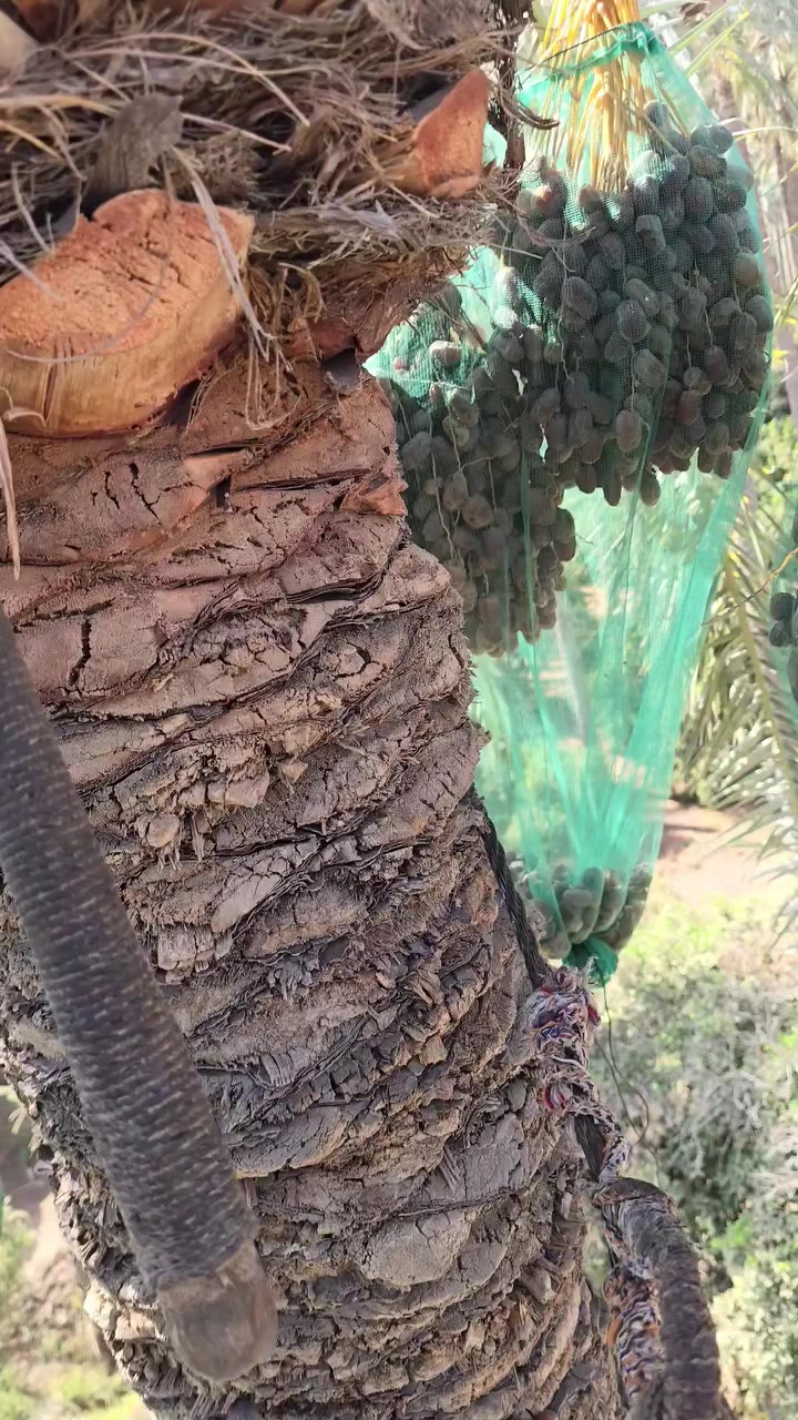 يوجد فسائل ابريم عدد 10 احجام حلووو ويوجد فسائل برحي حر قلع من الام بحضور المشتري عدد 11  للتواصل *********** الطارمية السلمان
