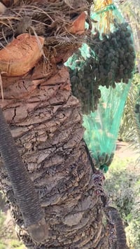 فسائل ابريم ١٠ • فسائل برحي ١١ • الطارمية السلمان