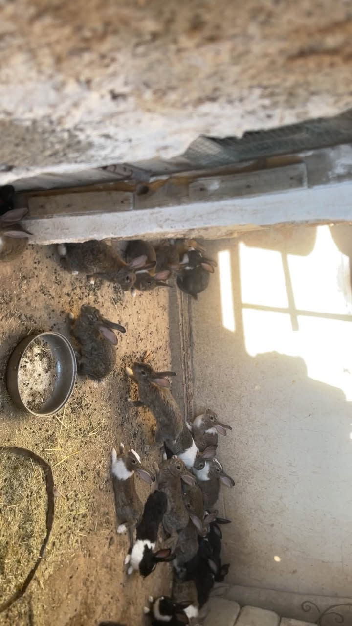 وەجبە کەروێشک بۆ فرۆشتن بەچکەی تیایە سەرای تیایە موشتەریت جەرەس بکە شوێن..سمود ژم ***********
