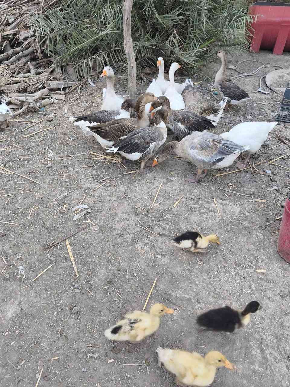 متاح بطوط عرب كله حايل وكبار  وسمان ونضيف شرط النضافه والصحاوه سعر الزوج ٤٥
توصيل موجود 
المكان الديوانية...***********
