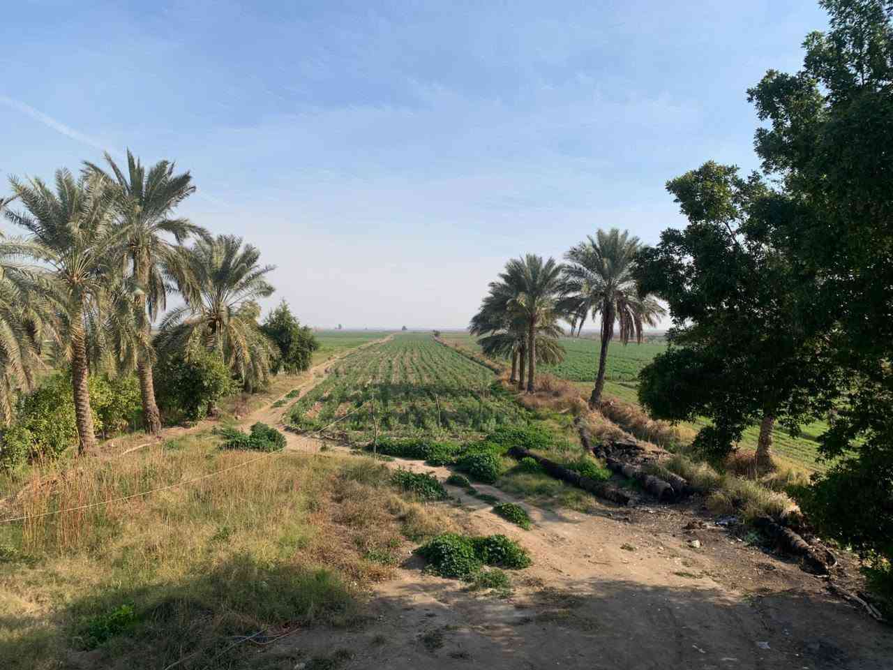 اللهم صل على محمد وآل محمد
أرض زراعيه المساحه 9 دوانم  طابو زراعي سند 25 في واسط قضاء العزيزيه الدير الاوسط تبعد عن طريق بغداد كوت مسافه 3كم متوفر بيهه كافه الخدمات كهرباء ماء اساله ماء سقي  ماطور مجاز أرض زميجيه  تصلح بستان  او حقول دواجن او حقول عجول الاستفسار الاتصال على رقم ***********
