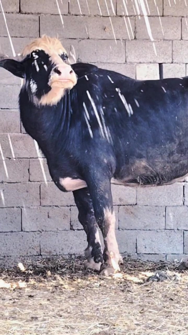الهم صلي على محمد وآل محمد..
بجر فراتيه للبيع ماخض عليها ٧ أشهر شرط الفحص فول مواصفات درجة أولى بجر مال بيت مشروطه كافة شروط الجني المكان ميسان الرقم *********** ج
