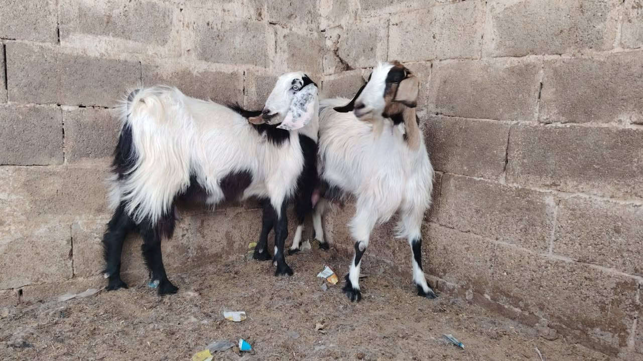 بسم الله تبارك الرحمن 
اخوان متاح توم صخلات لجب حلابات شرط لحليب وماخذات فحل مبدلات كل وحده سنين مال بيت خشنات وعدلات من حلالي جم حيل حلوات شرط نصاح سن وشطر وعلاكل عيب سعر اتصل ع رقم مكان حديثه *********** وبي واتساب

