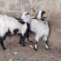 صخلات • معزا • ماعز • صخلات حلابه • حلابات • اغنام • صخله • غنم