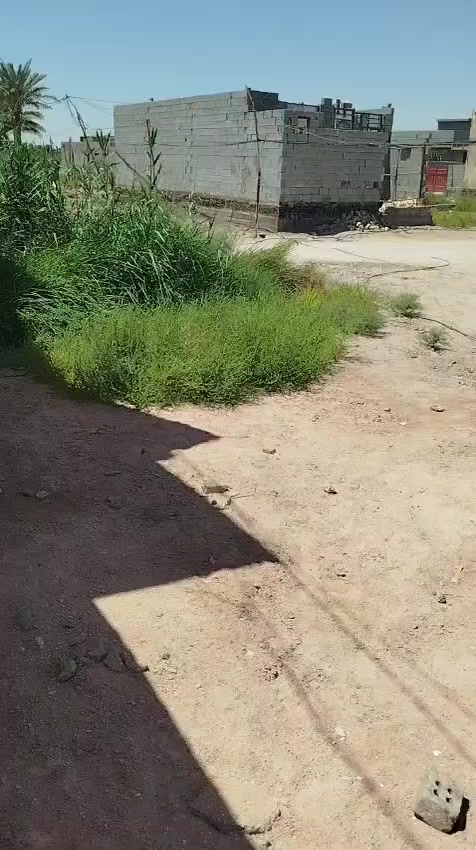 حي الامامين طريق السيد الميالي على البزل الرئيسي طريق ترابي مقابيل بيت امير الحداد/***********,,مكلف، بنشر
