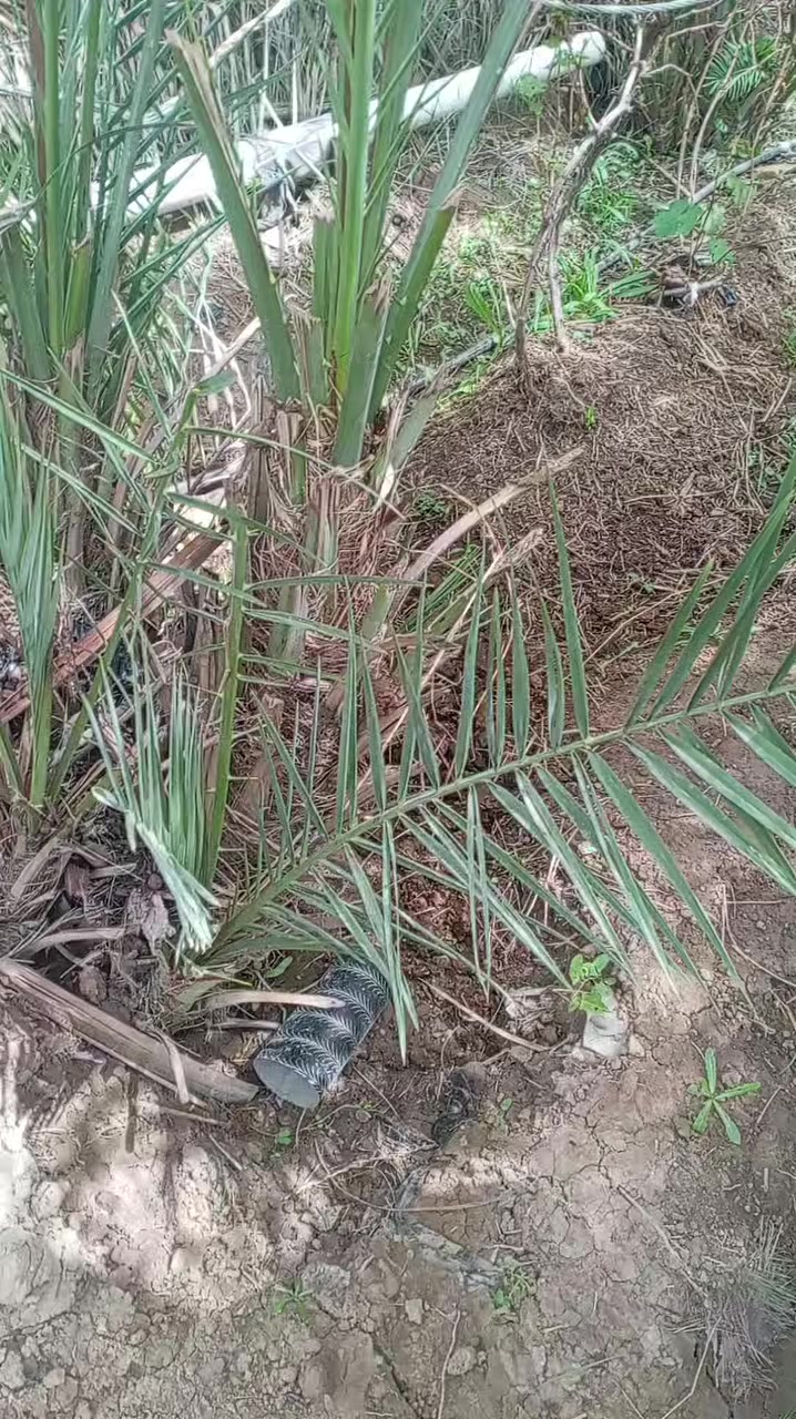 السلام عليكم ورحمة الله وبركاته
وكل عام وانتم بخير وصحه وسلامه
نعرض لكم جراين بلكه مع فسائلهن
الراغب بالشراء يتصل ***********
ويتوفر توصيل لكافه محافظات العراق
