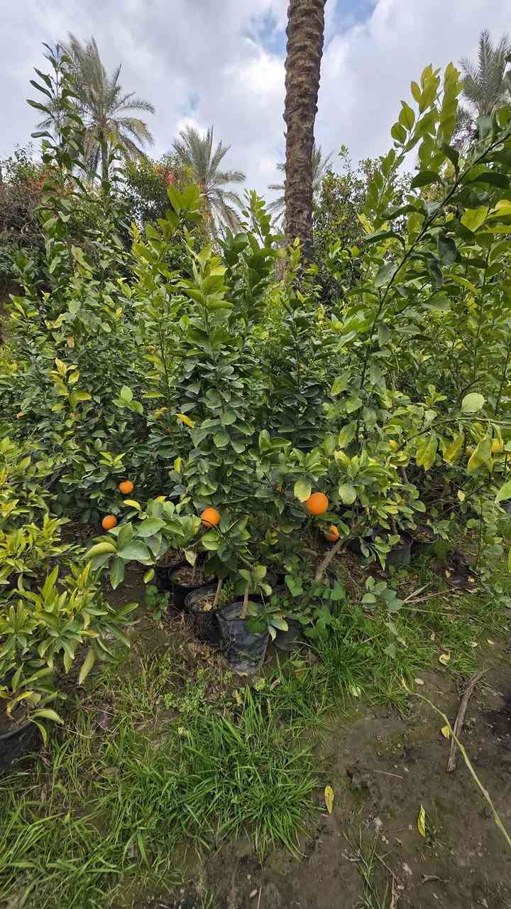 متوفر كافة انواع الزرع والحمضيات نارنج وبرتقال وليمون (نومي حامض) لالنكي بكافة انواعه وايضا متوفر ددونية الزرع كيس وسندان مطعم ع اصل نارنج من امه  ارتفاع للصدر وفوك
باسعار مناسبة جدا / للاستفسار ***********
العنوان بغداد
