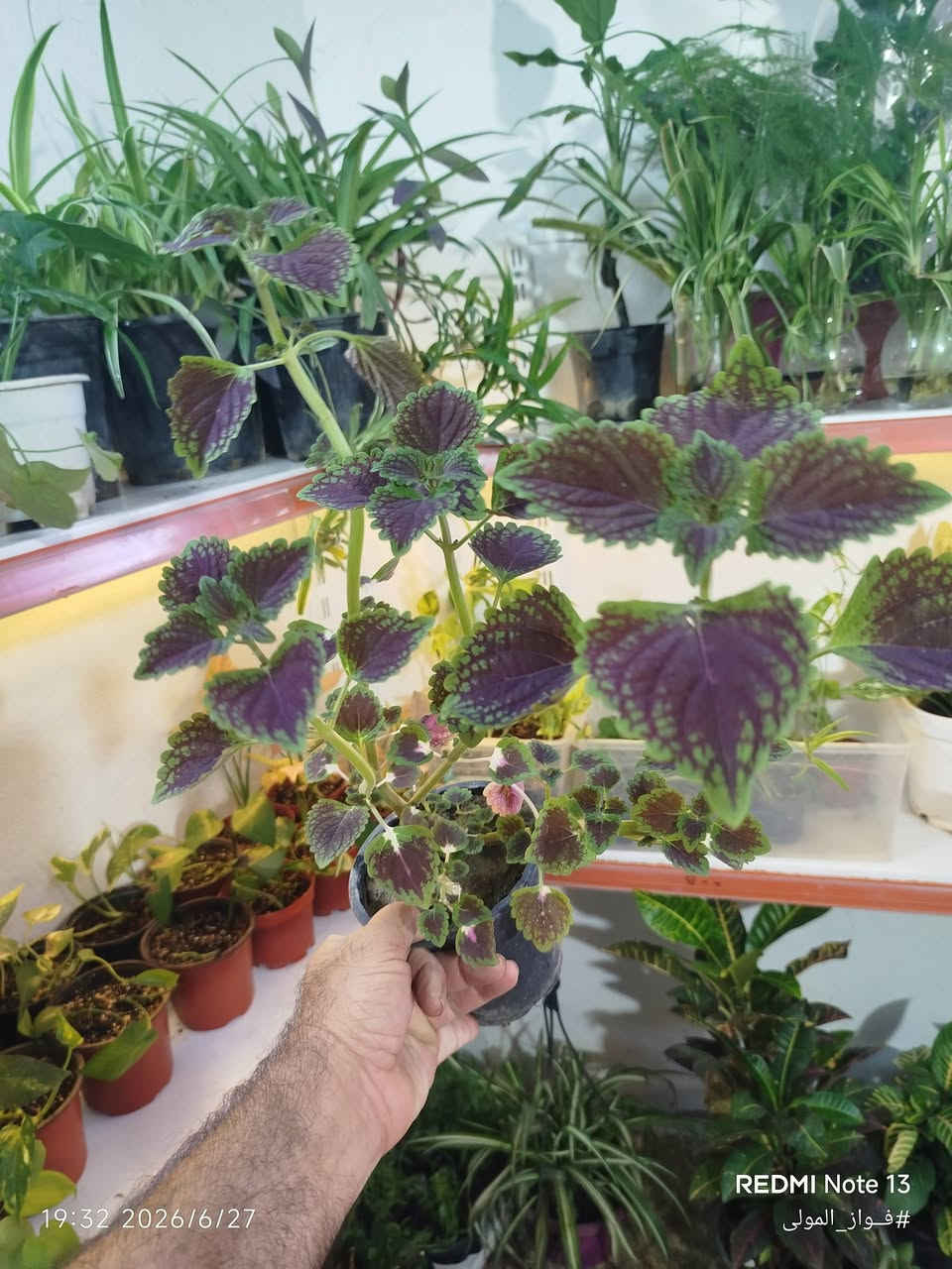 🌿 متوفر لدينا للبيع 🌿
تشكيلة متنوعة من النباتات الظلية والخارجية 🌱✨
بالإضافة إلى جميع مستلزمات العناية بالنباتات:
🪴 تربة زراعية جاهزة:
✅ بتموس هولندي 
✅ كوكوبيت الياف جوز الهند 🇮🇳
✅ حبيبات البرلايت
✅ خليط زراعي جاهز (بتموس + كوكوبيت + برلايت) مناسب للزراعة والعناية بالنباتات 🌿
🧪 مجموعة متنوعة من الأسمدة والمغذيات الخاصة بالنباتات
🛡️ مبيدات حشرية وفطرية لحماية النباتات والعناية بها
نوفر لكم كل ما تحتاجه نباتاتكم من مستلزمات الزراعة والمتابعة 🌱👌🏻
📍 متوفر توصيل داخل الموصل
العنوان : موصل الجديدة – سايدين حي العامل
📌 للطلب والاستفسار عن الأسعار والحجز:
تواصلوا معنا عبر الماسنجر أو الواتساب أو الاتصال
📞 ***********
🌱 فواز المولى
عيادة الزراعة المنزلية
