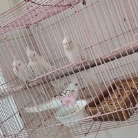 البينو • زوجين • كوت