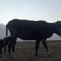 مطفل ثاني بطن • توصيل • بابل شوملي