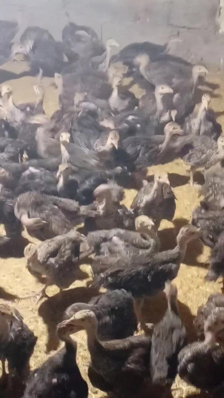 السلام عليكم يتوفر لدينا افراخ الفسيفس البرونزي الامريكي عمر شهر ونص ماخذ لقاحات كامل سعر الزوج ب 22 ألف ***********
