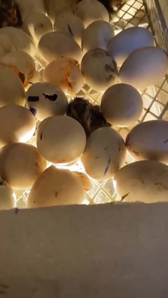 #عرض ولفتره محدوده ياالله بسم الله الاصحاب المشاريع الصغيره متوفر فقاسات بيض لجميع انواع البيض حجم 60 بيضه بسعر 60وحجم 100بيضه بسعر80 والتوصيل مجاني جميع محافظات العراق


**إذا كنت صاحب هذا الإعلان وتريد حذفه لأي سبب، رجاءا أرسل رسالة إلى الدعم الفني**
