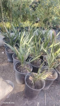 نخل بيارم نسيجي • مشتل الزهور • طريق سوق الشيوخ